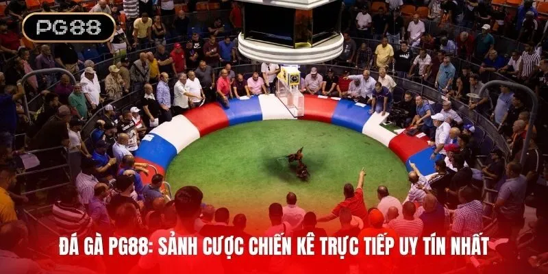 Đấu trường Thomo nổi tiếng với những trận đá gà đỉnh cao