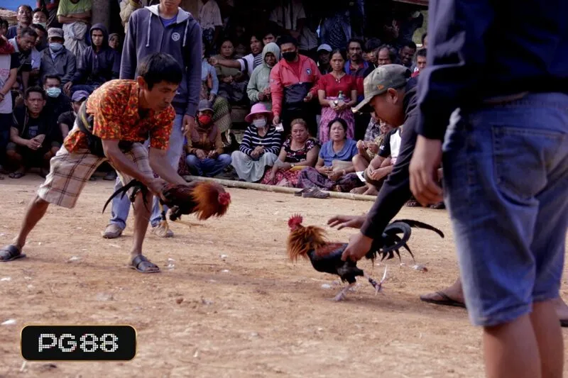 Đá gà trên nền tảng trực tuyến được nhiều sảnh game đưa vào khai thác