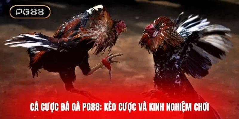Cá cược đá gà PG88: Kèo cược phổ biến và kinh nghiệm cho tân thủ