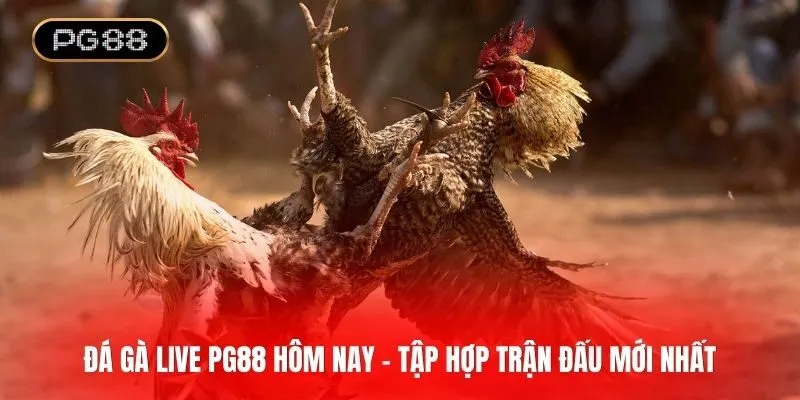 Đá gà live PG88 hôm nay - Cập nhật nhanh chóng trận đấu mới nhất