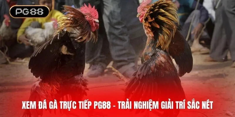 Xem đá gà trực tiếp PG88 - Livestream sắc nét từng trận đấu