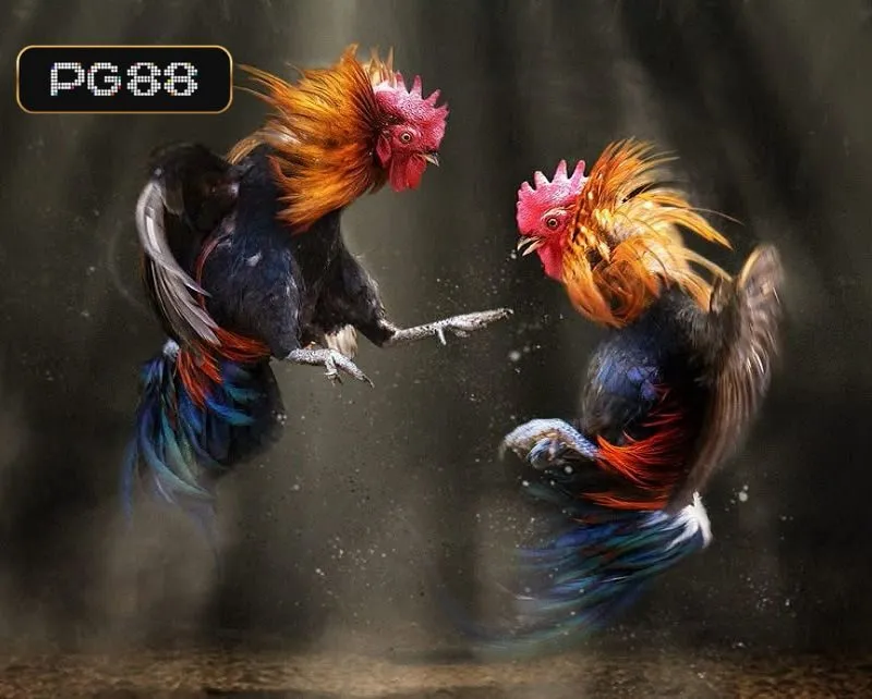 PG88 tự hào là nhà cái uy tín cá cược đá gà trực tuyến